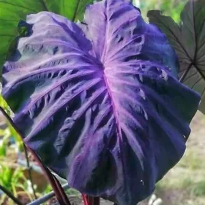 Colocasia Live Bulb Black Angel Tuber New Hybrid Free Phytosanitary Certificate - Picture 1 of 18
