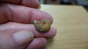 GEOLOGICAL ENTERPRISES Cretaceous fossil ammonite Phylloceras semistriatus - Picture 1 of 5