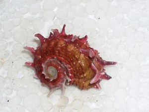 ANGARIA POPPEI INTENSIVE PURPLE - Picture 1 of 2