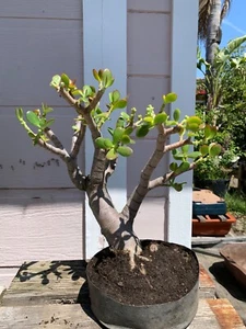 Crassula Ovata Bonsai - Picture 1 of 11