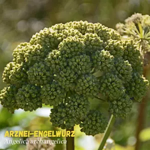 5000 Samen Echte Engelwurz Angelica archangelica Angelika Saatgut WILD CELERY - Bild 1 von 2