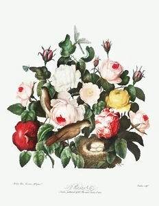 Roses The Temple of Flora by Robert John Thornton Print Reproduction v1 - Picture 1 of 2