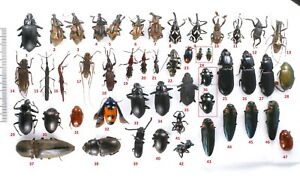 MIX Curculionidae Cerambycidae Tenebrionidae - Jayapura province, West Papua #68