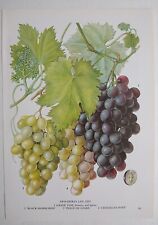 Grape Vine Plant Vintage Botanical Print Fruit Food illustration Wall Art 1960s 