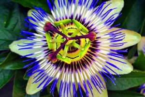 Blue Passion Flower Passiflora Caerulea Summer Flowers Photograph Picture Print - Picture 1 of 6