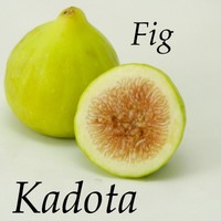 ~KADOTA~ FIG TREE White Fruits Honey Dattero COLD HARDY Live Potted small Plant 