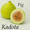 ~KADOTA~ FIG TREE White Fruits Honey Dattero COLD HARDY Live Potted small Plant 