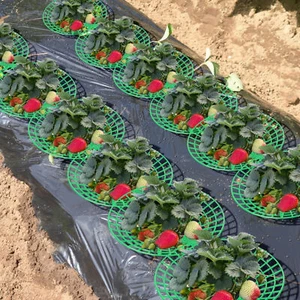 Yield Strawberry Stands Fruit Ripening Strawberry Stands Strawberry Plant - Picture 1 of 10