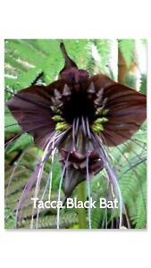  Tacca Black Bat Plant  starter/plug/baby plant Live Plant FREE SHIPPING USPS fc