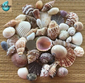 1/2 LB.+ OF SMALL MEDIUM TO MEDIUM SEA SHELLS - CRAFT OR DECOR - Picture 1 of 6