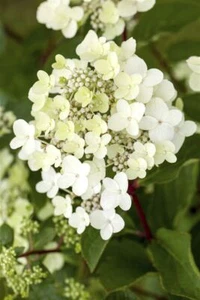 Hydrangea paniculata 'Vanille-Fraise', Rispenhortensie, zweifarbig, 60–100 cm - Bild 1 von 10