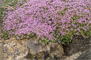 002571A Teppich Thymian Steingarten Pflanzen 30 Samen Blumen - Bild 1 von 1