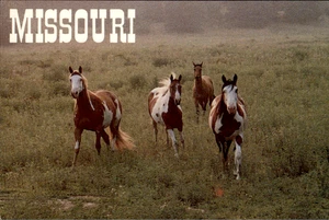 Postkarte Missouri bemalte Pferde Squaw Valley Ranch Camdenton MO - Bild 1 von 2