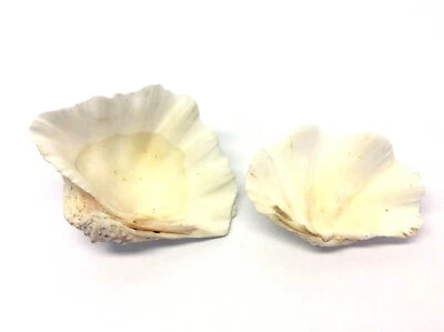 Large Medium Unusual Rounded Cup Shaped Seashells Sea Clam 6.25” 7.75” Shells - Image 1 of 4