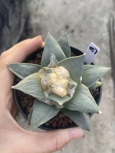 Planta suculenta Ariocarpus Retusus cactus 10 cm crecimiento de semillas Ariocarpus WYSIWYG 057 - Imagen 1 de 2