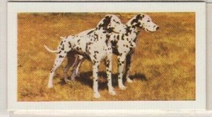 Hornimans Tea Dog Cards 1961. Dalmatian