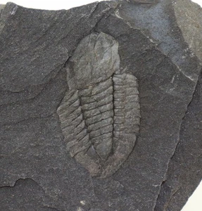 Trilobit,  Barrandia homfrayi, Ordovizium, Llanvirn, Leigh, Shropshire, UK -L477 - Bild 1 von 4