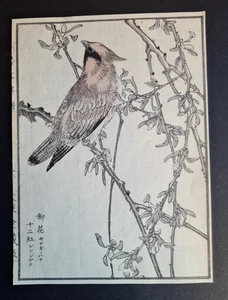 Antique c.1890 Japanese woodblock print - Japanese Waxwing - Kikuchi Hobun - Picture 1 of 3