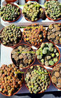 1000 Seeds Mixture Lithops - Many Shapes And Colours Assorted