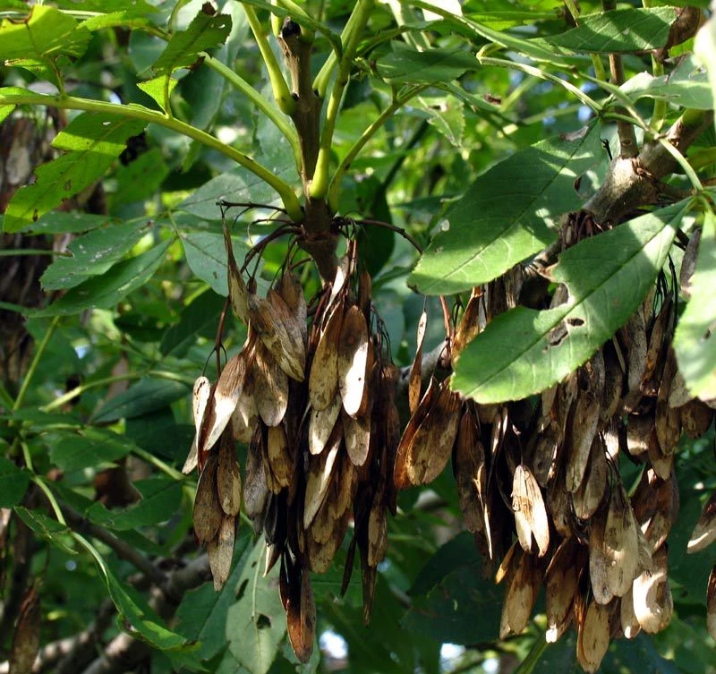 50 Major Ash Seeds - Fraxinus excelsior L.