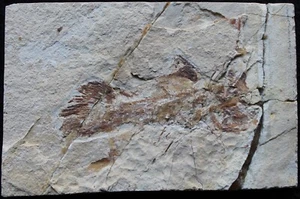 RARE Macropomoides Coelacanth - 100 Million Years Fossil Directly From Lebanon - Picture 1 of 5