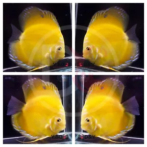 Pack of 1 Live Discus Fish - Golden Raffalisa Discus - Size 3.5in - 4in - Picture 1 of 1