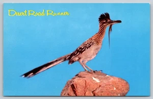 Postcard Arizona desert Roadrunner with Lizard in His Beak c1960s Unposted VTG - Picture 1 of 2