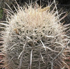Ferocactus acanthodes var albispinus SEEDS -  - White-Spined Barrel Cactus SEMI - Imagen 1 de 5