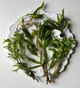 5 Gallon Aquarium Live Plant Bundle- - Picture 1 of 15