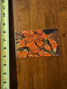 POSTAL FLOR DE ANTHURIUM HAWAII - Imagen 1 de 2