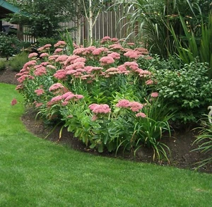 3 Pink Flowering Sedum Autumn Joy Plants Borders & Pots Perennial - Picture 1 of 3