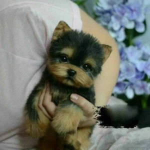 Simulation Toy Dog Realistic Yorkie Dog Puppy Lifelike Stuffed Companion Pet b59 - Picture 1 of 8