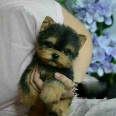 Simulation Toy Dog Realistic Yorkie Dog Puppy Lifelike Stuffed Companion Pet b59 - Image 1 of 4