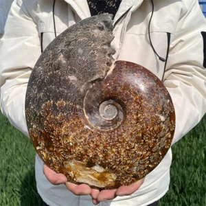 4 kg Fósil de Amonita Natural Reiki Cristal Espécimen Mineral Cristal Decoración Regalo - Imagen 1 de 11