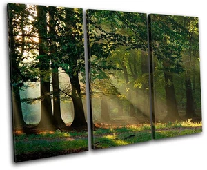Forest Landscapes TREBLE CANVAS WALL ART Picture Print VA - Picture 1 of 1