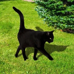 Schwarze Katze Gartenpfahl Wasserdicht Simulation Schwarze Katze Statue Garten - Bild 1 von 10