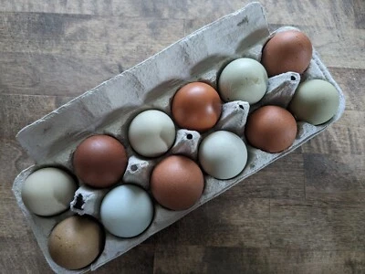 12 - Fresh and Fertilized Blue/Green/Dark Brown Layer Mix Chicken Hatching Eggs!