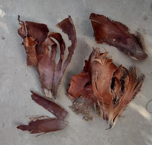 4 Natural Palm Tree Fronds Fiber Pieces Crafts Artistic Rustic Terrarium Floral - Picture 1 of 9