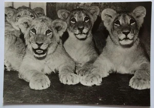 Ansichtskarte - Junglöwen (groß) im Zoo Leipzig - Bild 1 von 2
