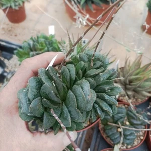 Haworthia Maughanii X Truncata - Imagen 1 de 4