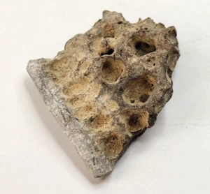 Thecachampsa Osteoderm (Armor Scute) Fossil - Miocene Gavialoid Crocodilian - Picture 1 of 8