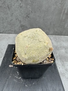 Pseudolithos cubiformis - Imagen 1 de 4