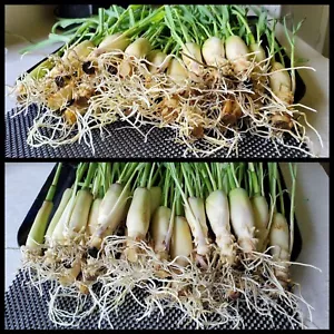 10 Lemongrass Stalks 5 to 8 inches, READY TO PLANT, Easy to Grow - Picture 1 of 5