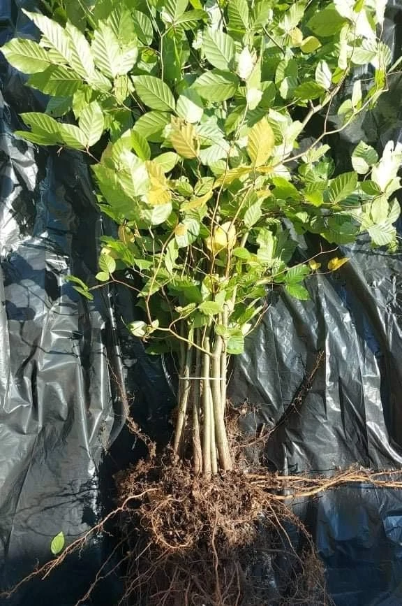 Rotbuche Fagus sylvatica 150-200cm 1Stk Hecke Heckenpflanzen Wurzelware - Bild 1 von 3