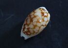 Cypraea cribraria 21.9 mm GEM , special "cloudy spots pattern      