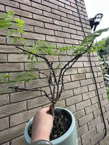 Japanese Wisteria Bonsai Tree .name Is 紫水晶(purple) - Picture 1 of 4