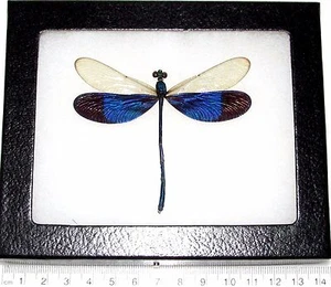 Neurobasis kaupi REAL FRAMED BLUE CLEAR WINGS DRAGONFLY DAMSELFLY - Picture 1 of 1