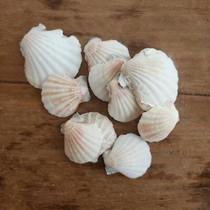 10pc Pecten Vexillum Seashells 2nds -1.5 -2.5" - Bulk Shells - Wholesale Shells  - Picture 1 of 3