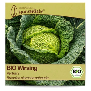 BIO Wirsing Samen Sorte Vertus 2 Gemüsesamen BIO Gemüse Saatgut samenfeste Wirsi - Bild 1 von 8