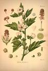 "Althaea officinalis. Originalgetreue Abbildung; 30x45cm POSTER"""""